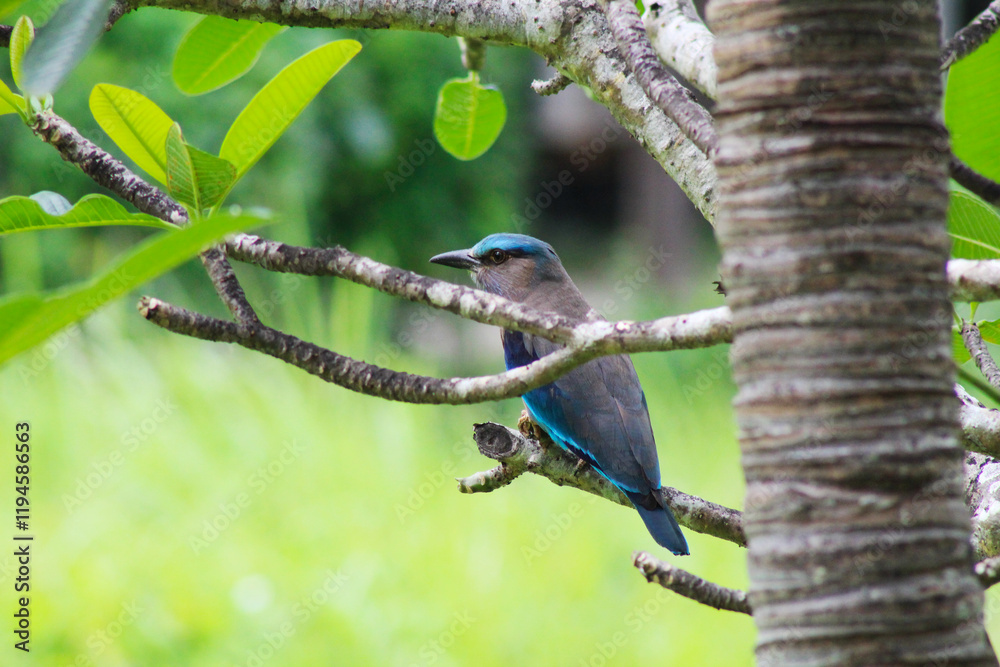 A captivating photograph of the Indian Roller bird in its natural surroundings. Highlights the bird's vibrant colors and graceful posture, making it ideal for wildlife and nature projects. A captivating photograph of the Indian Roller bird in its natural surroundings. Highlights the bird's vibrant colors and graceful posture, making it ideal for wildlife and nature projects.