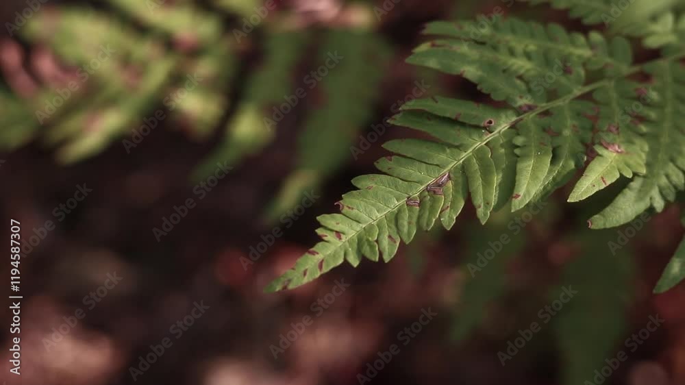 Fern in the forest, leaves close-up. Natural background. Green fern leaves in summer. Muted tones of the video. Damaged fern leaves Fern in the forest, leaves close-up. Natural background. Green fern leaves in summer. Muted tones of the video. Damaged fern leaves