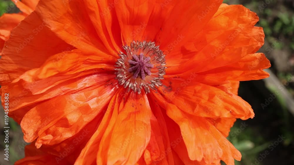 beautiful poppy flower in sunny weather beautiful poppy flower in sunny weather