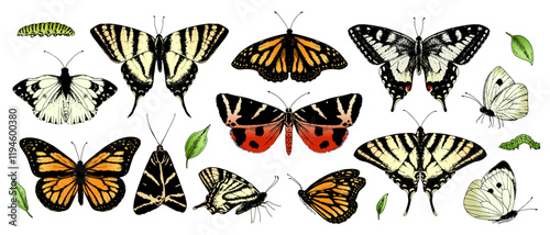 Large set of colored vector butterflies. Realistic hand drawn illustrations ideal for nature themed designs or spring events. Perfect for stickers or wedding decor