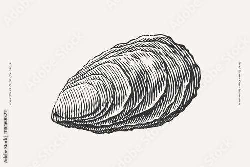 Detailed hand drawn vintage style engraving of a single oyster shell, perfect for use in seafood branding, packaging, menus, or marine-themed designs.