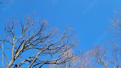 冬の樹木・血管・冬の空・小枝・枝／Winter trees, blood vessels, winter sky, twigs, branches／겨울 나무, 혈관, 겨울 하늘, 나뭇 가지, 가지