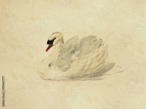 Fototapeta Naklejka Na Ścianę i Meble -  Valentines Day Swan Watercolor Art
