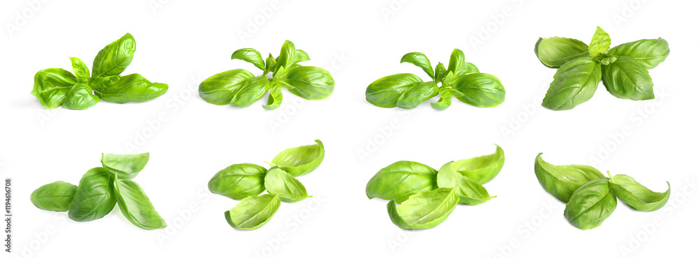 Fresh basil leaves isolated on white, set Fresh basil leaves isolated on white, set