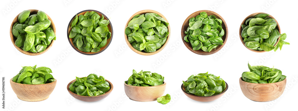 Fototapeta premium Fresh basil leaves in bowls isolated on white