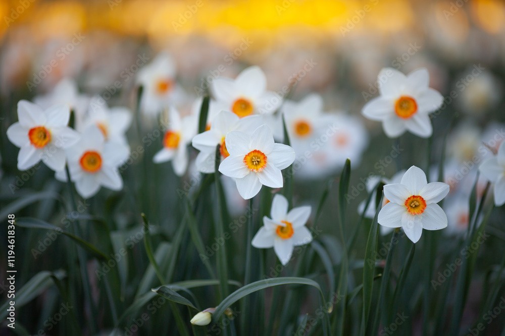 Close up of white narcissus (trumpet daffodil) flowers on sunset background. Spring flowers concept. Close up of white narcissus (trumpet daffodil) flowers on sunset background. Spring flowers concept.