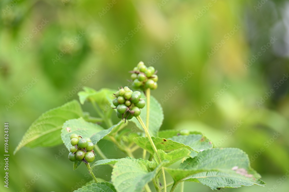 Lantana plant fruits. It is flowering plants in the verbena family, Verbenaceae. The genus includes both herbaceous plants. Its other names shrub verbenas, lantanas and lantana camara. Lantana plant fruits. It is flowering plants in the verbena family, Verbenaceae. The genus includes both herbaceous plants. Its other names shrub verbenas, lantanas and lantana camara.
