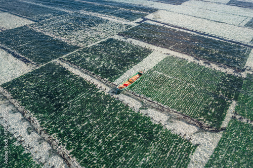 Seaweed farm and farmers harvesting on Lembongan Island, Indonesia photo