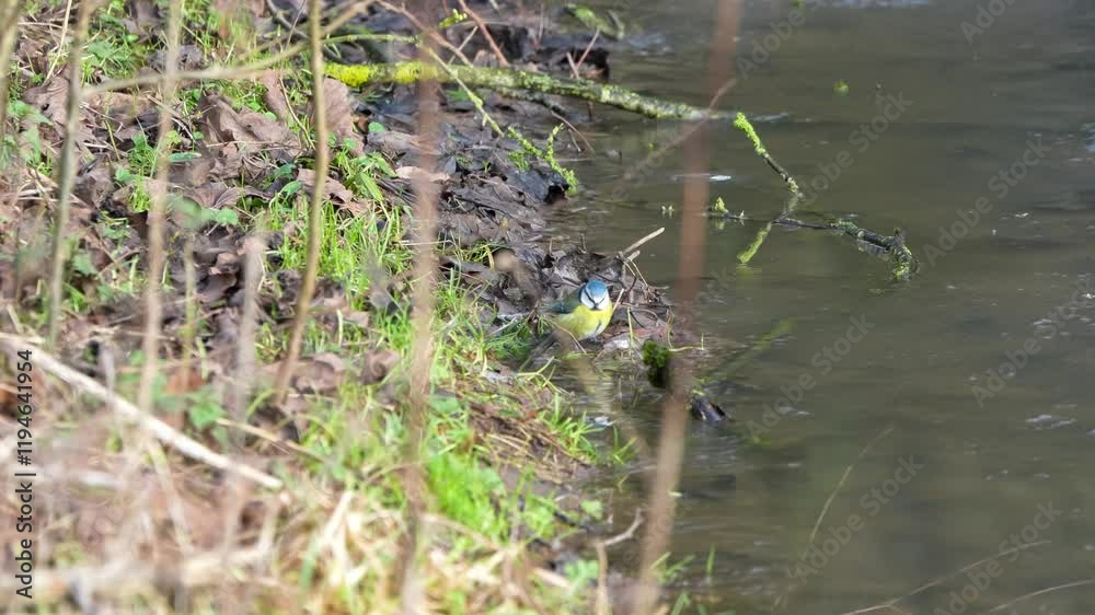 a feeding blue tit (Cyanistes caeruleus) a feeding blue tit (Cyanistes caeruleus)
