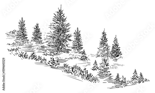 Hand drawing spruce trees vector illustration