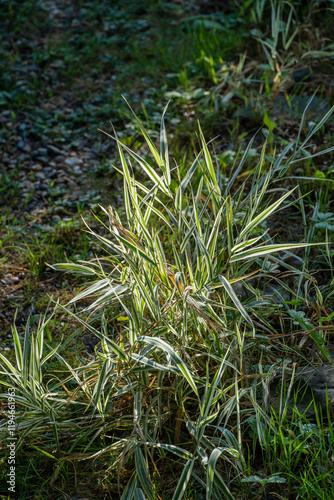 Phalaris arundinacea or reed canary grass on blurred green background and bokeh. Close-up of plant leaves on blurred green background. Summer landscape, fresh wallpaper and nature background concept photo