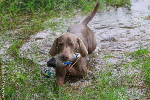 Weimaraner hunting dog with a retrieving dummy in his mouth is swimming in the water with green vegetation.