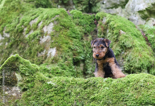 Playful young Welsh Terrier gundog hunting dog puppy is posing in the forest, looking straight at the camera. photo