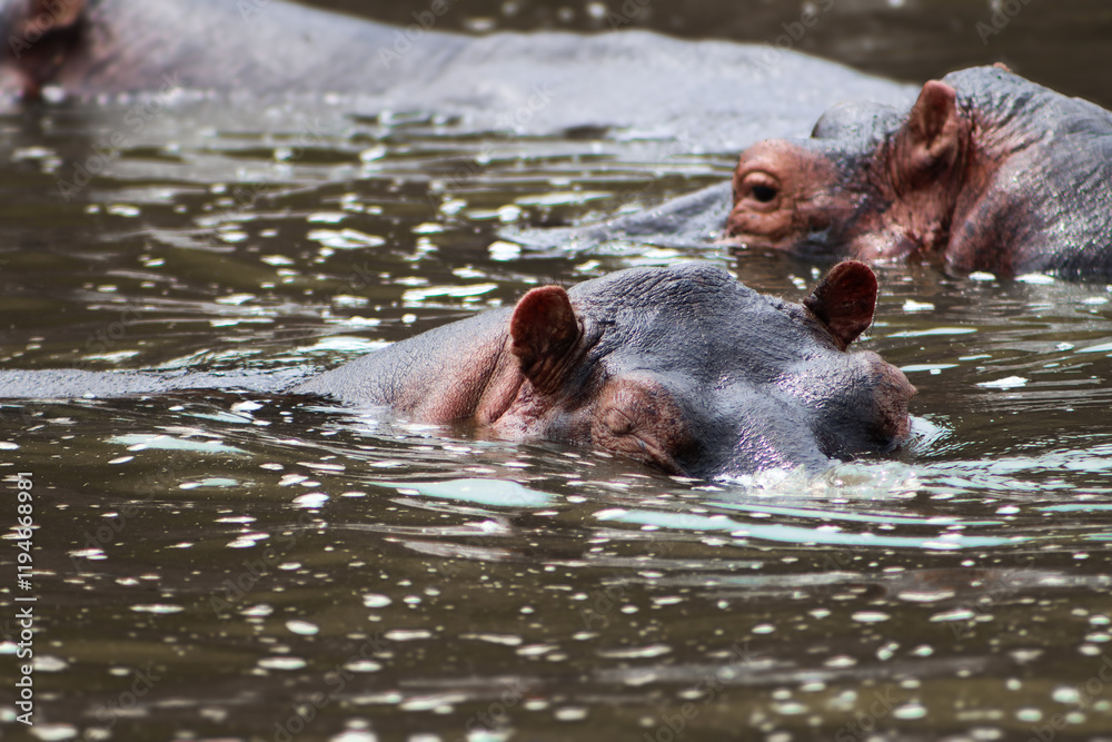 Wild hippe swimming in Nile river showing its ears during boat safari in Murchison Falls National Park in Uganda. Another hippo seen in the background. Wild hippe swimming in Nile river showing its ears during boat safari in Murchison Falls National Park in Uganda. Another hippo seen in the background.