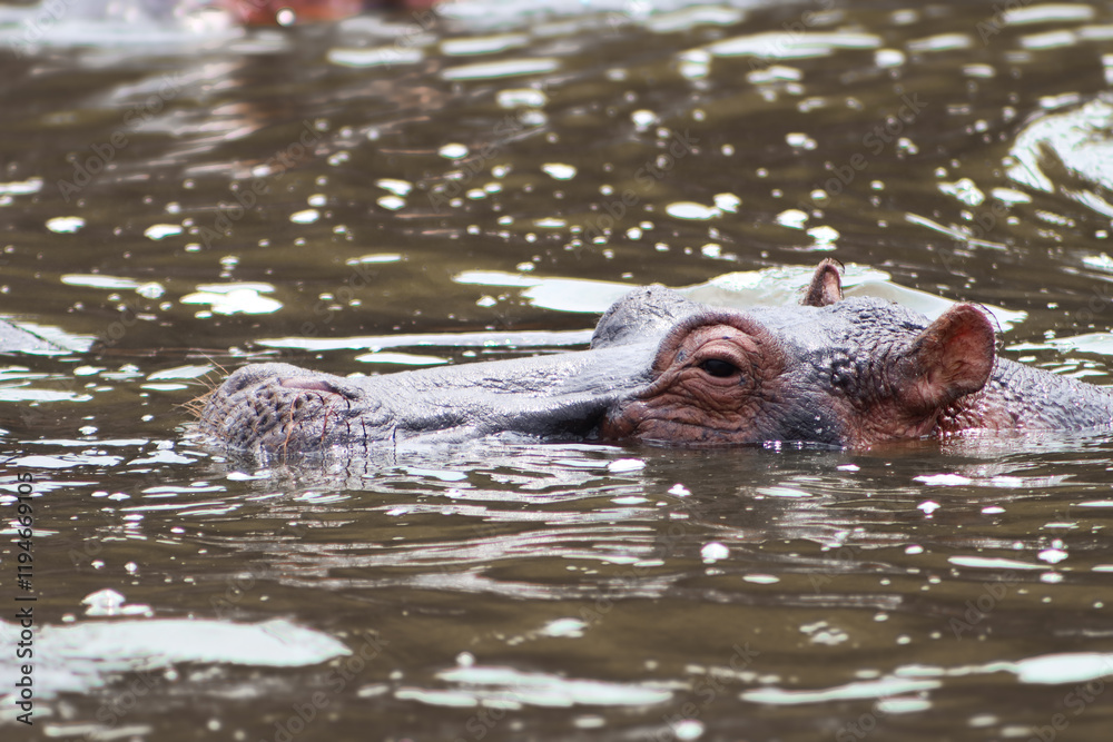 Wild hippo with its head above the water swimming in the Nile river at Murchison Falls National Park in Uganda Wild hippo with its head above the water swimming in the Nile river at Murchison Falls National Park in Uganda