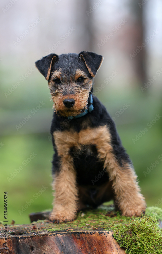 Playful young Welsh Terrier gundog hunting dog puppy is posing in the forest, looking straight at the camera. Playful young Welsh Terrier gundog hunting dog puppy is posing in the forest, looking straight at the camera.