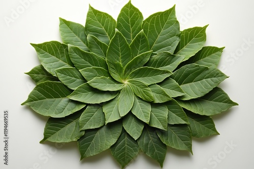 An artistic display of green leaves intricately arranged in a symmetrical, radiating pattern on a light background, highlighting nature's symmetry and design.
