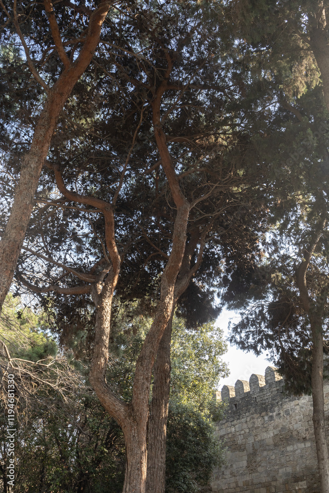 Obraz premium Trees in the park outdoor