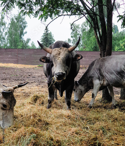 Ukrainian dark grey cow eating dry grass (Podolian cattle). Portrait of a grazing cow with horns.  photo