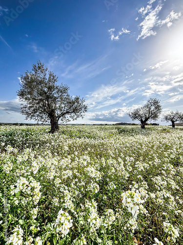 Wallpaper Mural A single olive tree surrounded by white flowers and green grass, standing under a vibrant blue sky with scattered white clouds, representing the balance of nature and agricultural landscapes Torontodigital.ca