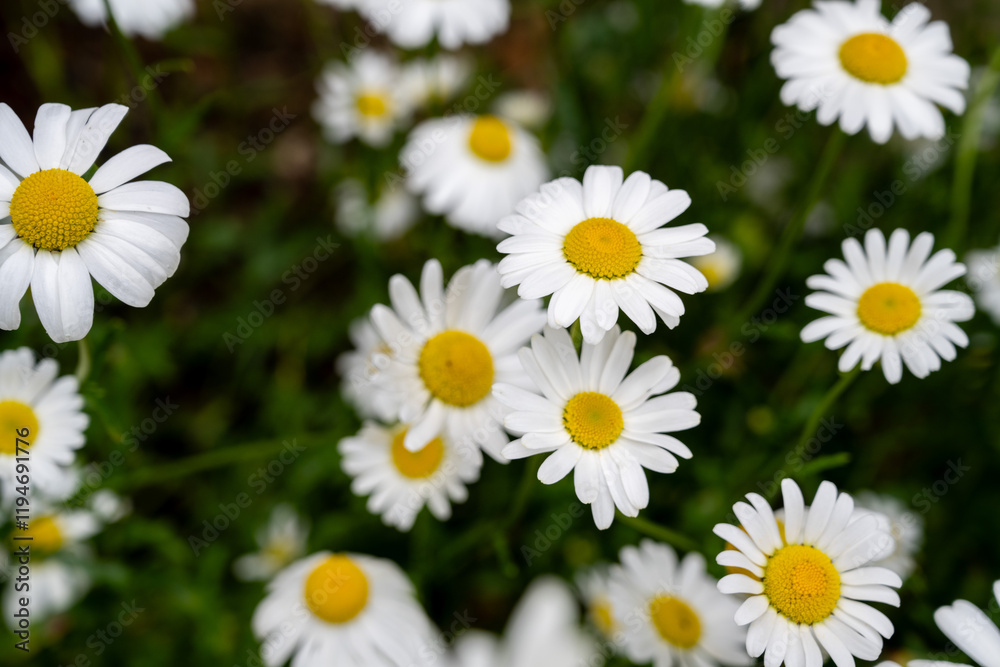 Chamomile daisy flowers slow movement, shallow depth of field. Chamomile daisy flowers slow movement, shallow depth of field.