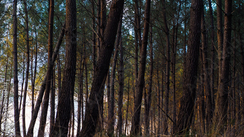 Forêt des Landes de Gascogne, en fin de soirée photo