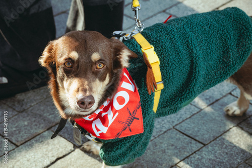 Fototapeta Naklejka Na Ścianę i Meble -  dog on the street during rally 
