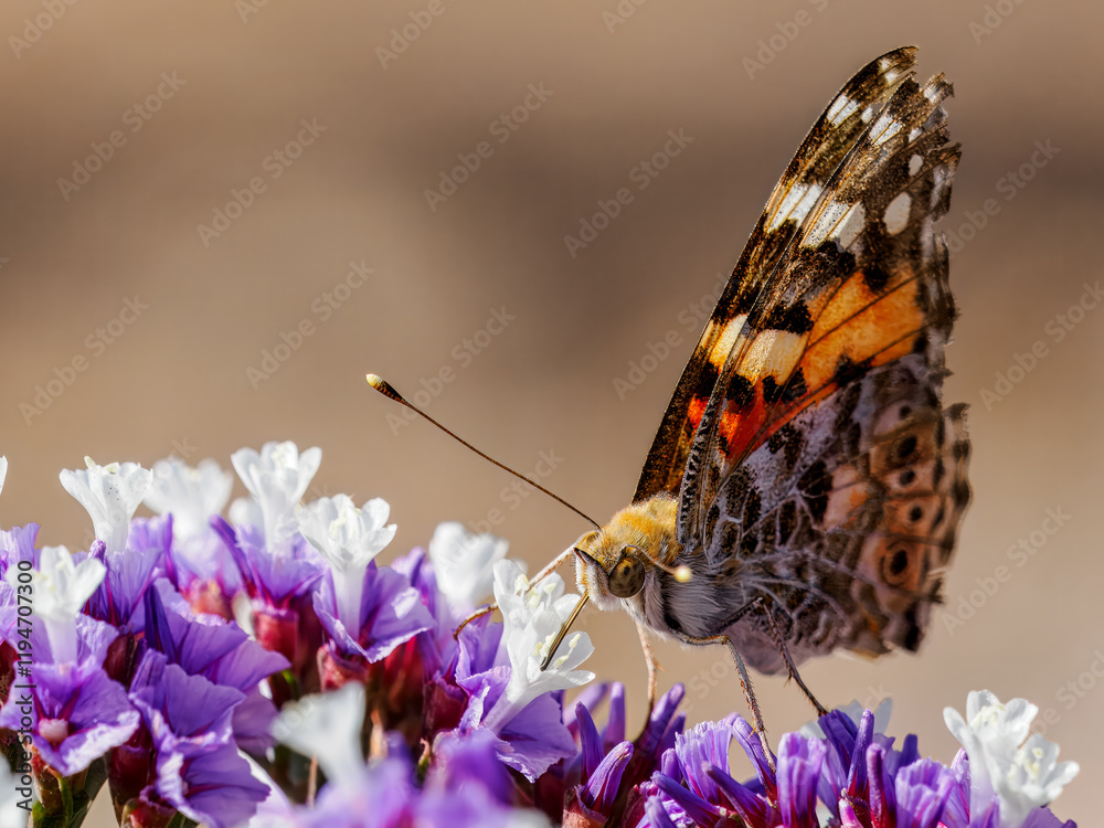 Obraz premium Schmetterling