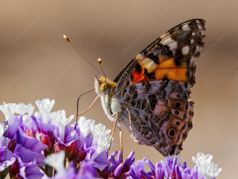 Obraz premium Schmetterling