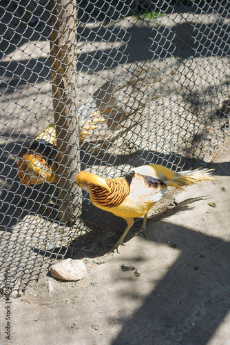 golden pheasant or chrysolophus pictus, two beautiful yellow birds with bright plumage in bird reserve, zoo or animal sanctuary. photo