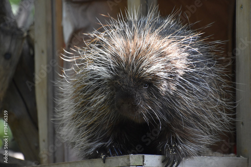 Looking Directly into the Face of a Porcupine photo