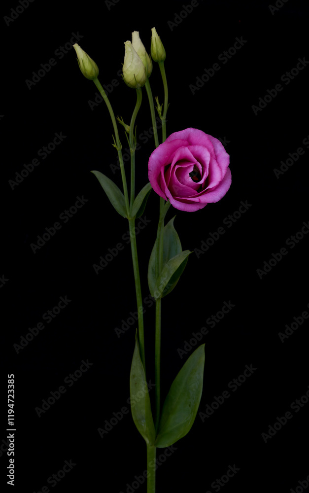 eustoma flower grows in the apartment eustoma flower grows in the apartment