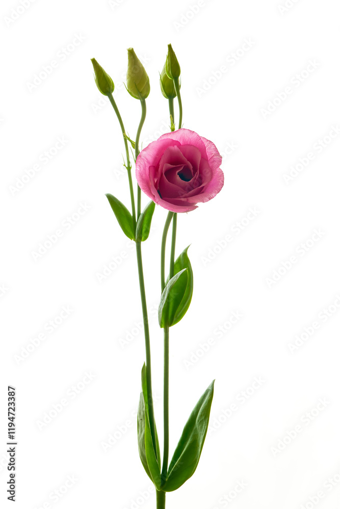 Fototapeta premium eustoma flower grows in the apartment