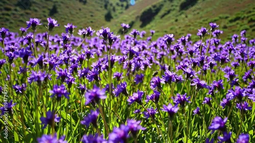 Purple Flowers In A Meadow, Peaceful And Vibrant Nature Scene Video 4K