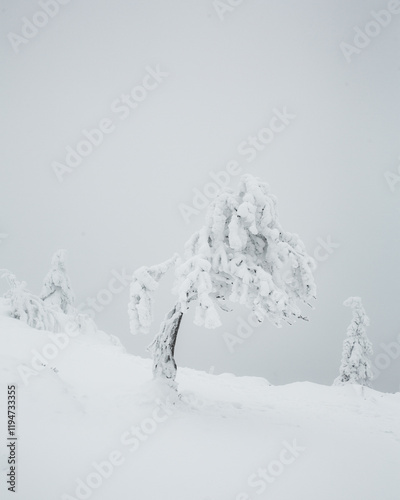 Malerische Aussicht auf verschneiten Baum in Hanglage photo