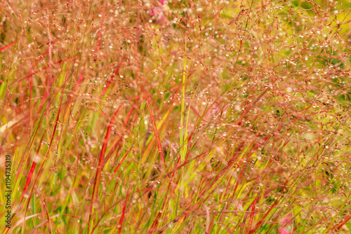 Rutenhirse - Panicum virgatum 'Shenandoah'