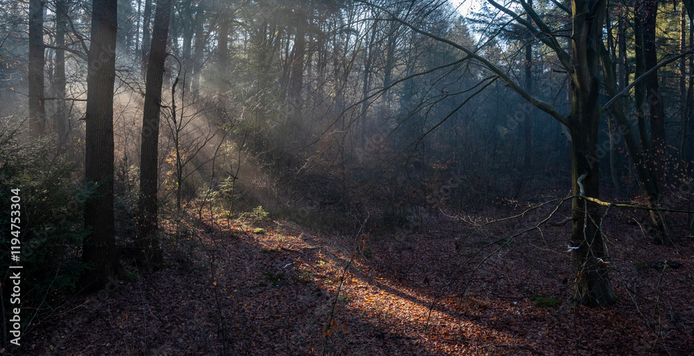 Fototapeta premium sun beams through winter foliage of forest in holland
