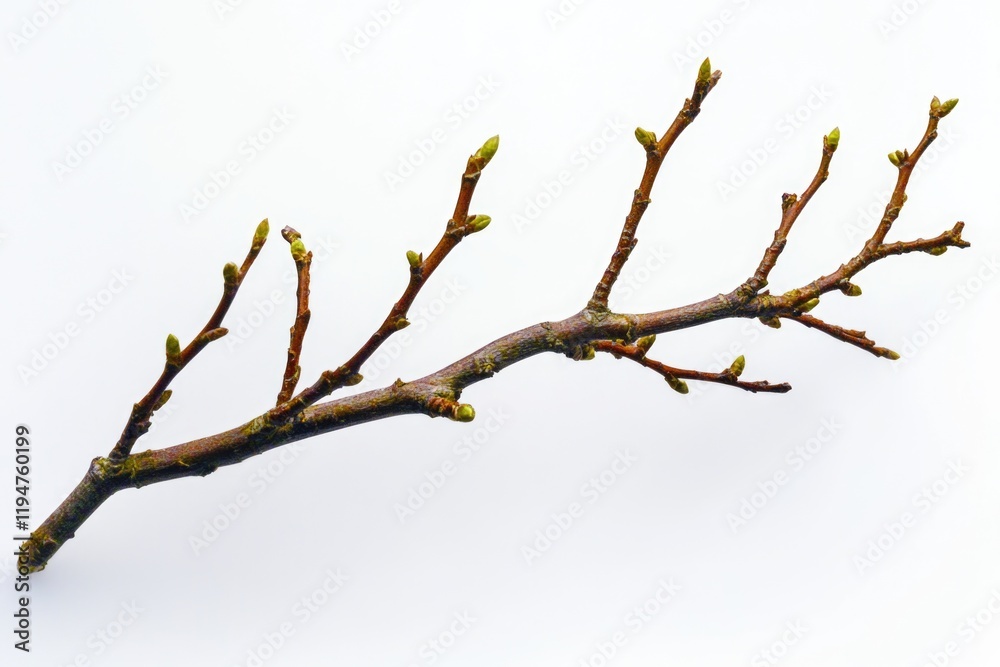 A small bird sits on a tree branch, perhaps taking in the surroundings A small bird sits on a tree branch, perhaps taking in the surroundings