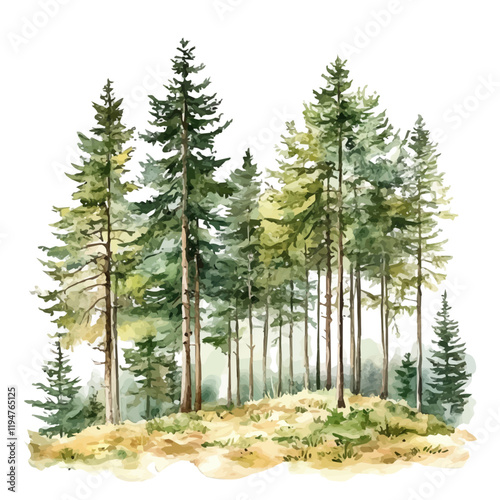 A watercolor of temperate forests, isolated on a white background. Temperate forests vector.
