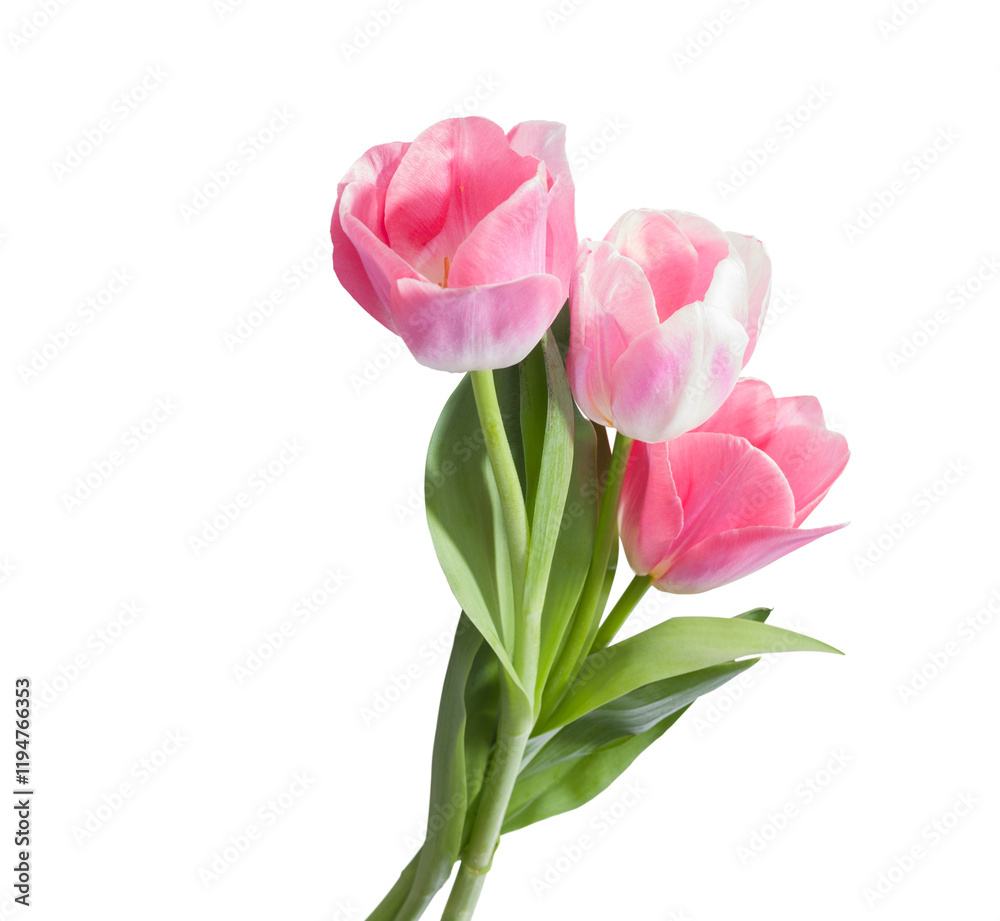 Three light pink Tulips isolated on white background