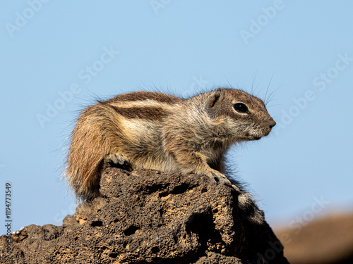 atlashörnchen photo