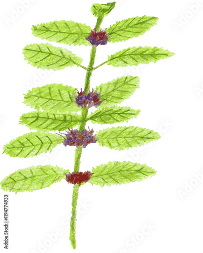 Wild Mint - Plant - Herbs - Pencil drawing - Hand drawn