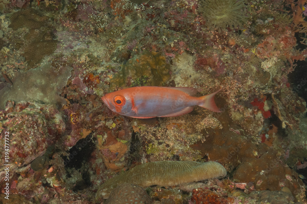 Fish swim in the Sea of the Philippines
Fish swim in the Sea of the Philippines