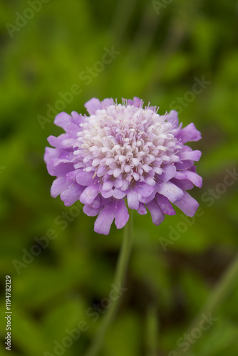 Single Scabiosa Atropurpurea Sweet Scabiosa