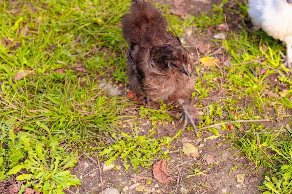 Obraz premium Top view of black chinese Silkie Brahma chicken walking at grass meadow. Sustainably Raised Chicken In Species-Appropriate Free-Range Husbandry