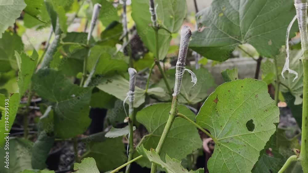 Young grape vines on the vine. plants in greenhouse