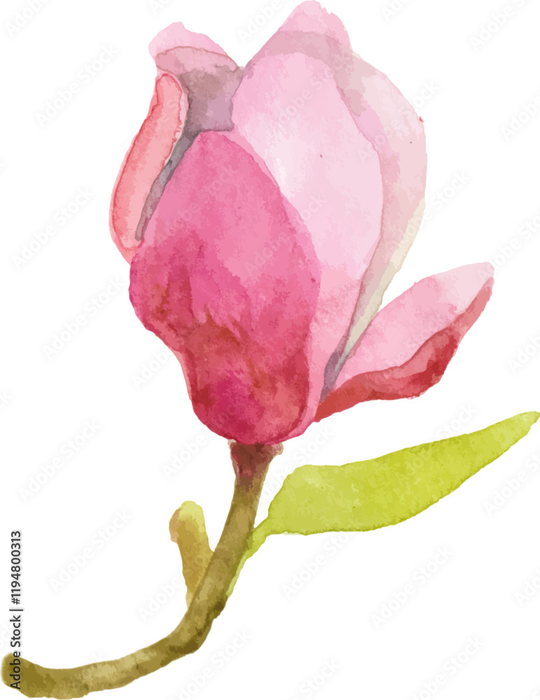 Fototapeta premium Vector watercolor painted magnolia flower Hand drawn design element isolated on white background