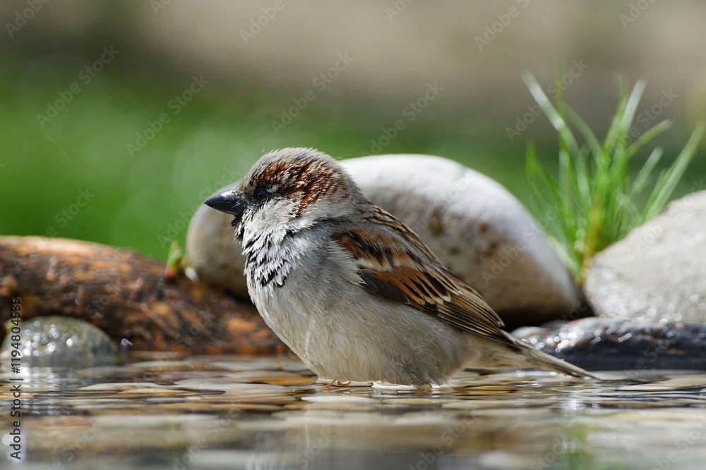 House sparrow, male standing in water at a bird watering hole. Czech Republic.