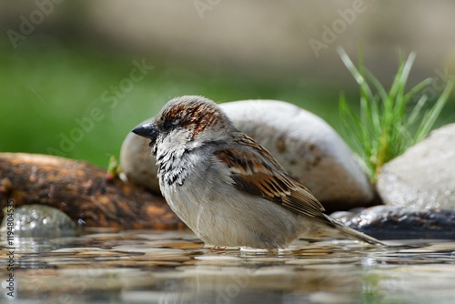 Obraz na płótnie House sparrow, male standing in water at a bird watering hole. Czech Republic. w salonie