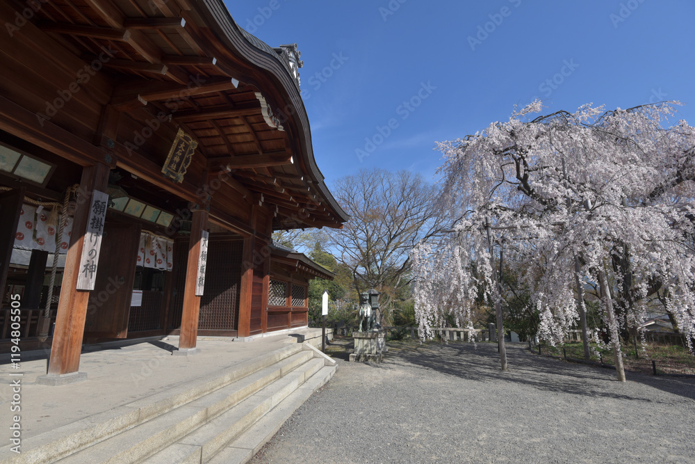 Fototapeta premium 大石神社 本殿と大石桜 京都市山科区西野山